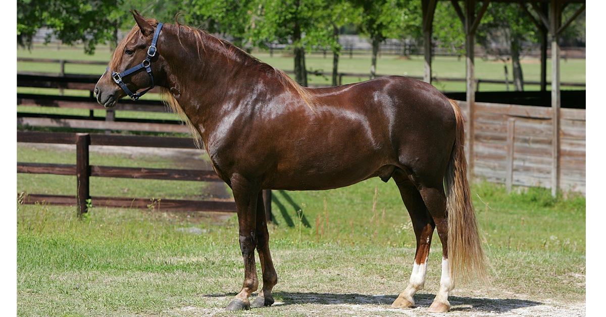 Peruvian Paso (Peruvian Stepping Horse)